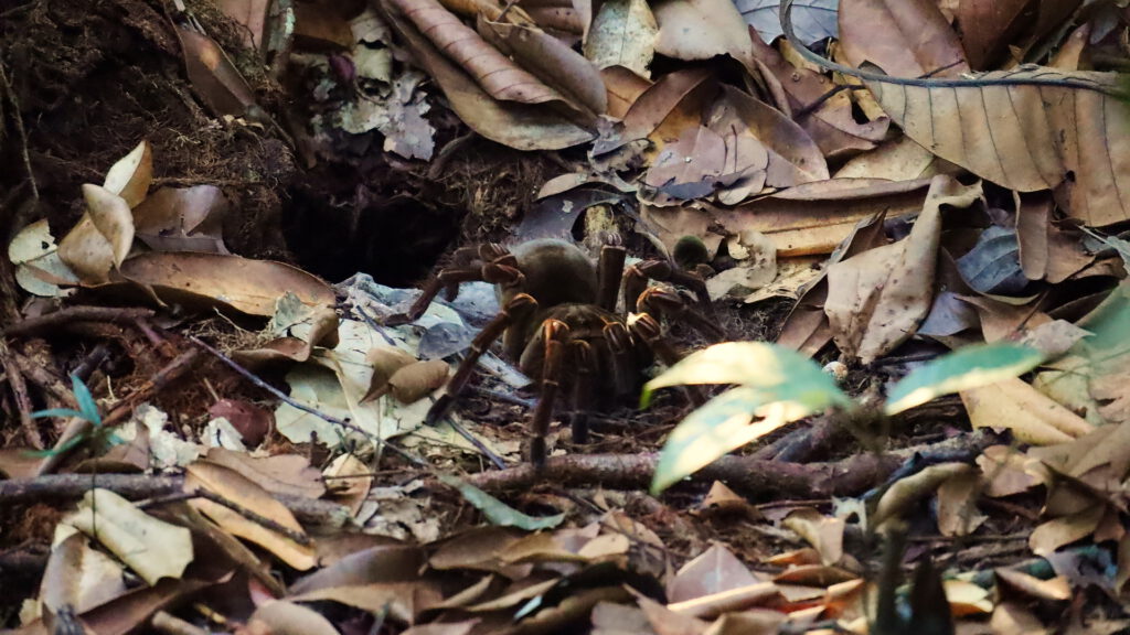 Tarantula spotted during our Amazon jungle tour