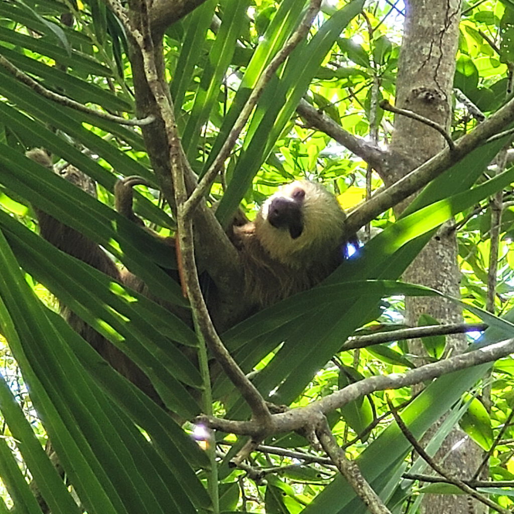 Sloths in Bocas del Toro