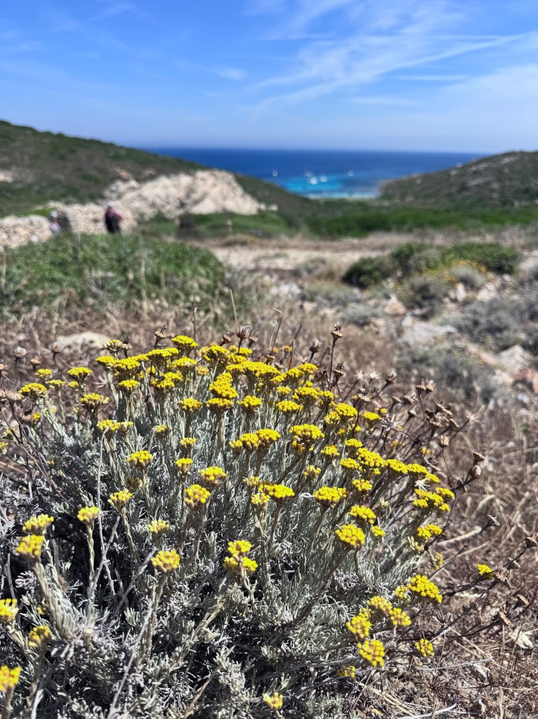 Close-up of yellow flowers in a coastal landscape, with a blurred view of the ocean and hills in the background.