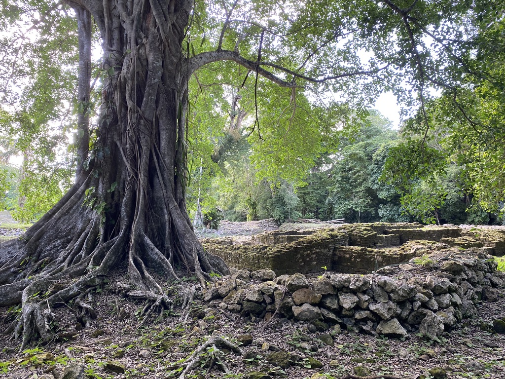A large tree with thick roots and lush green foliage stands beside ancient stone structures covered in moss, surrounded by a dense forest.